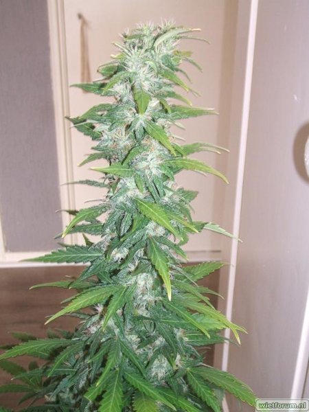 TOP Plant 3.JPG