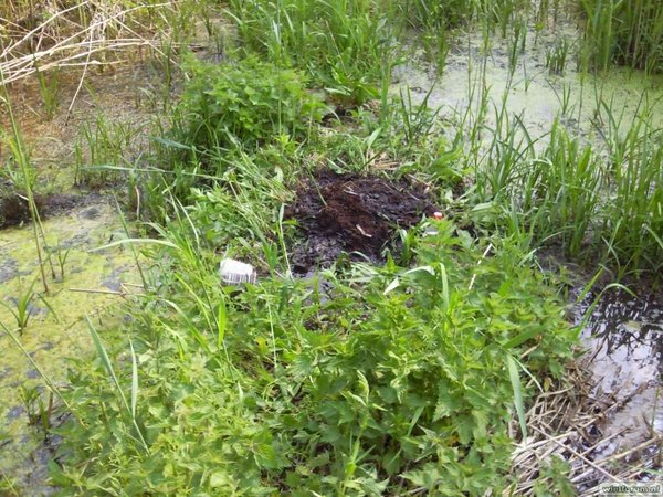 bij het water, moeras 1 3 plantjes rechts.jpg