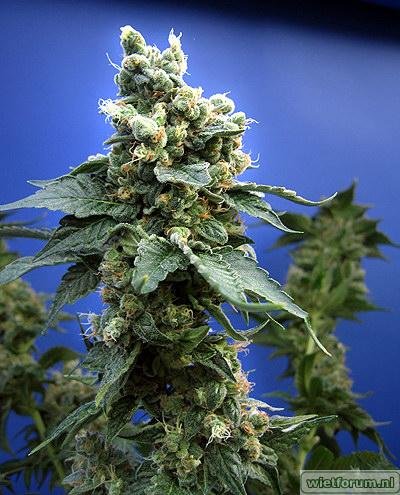 sagesour_th.cannabisseeds[1].jpg