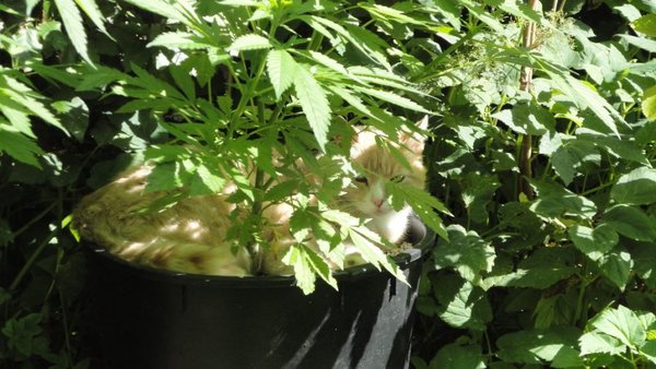 poes In Pot