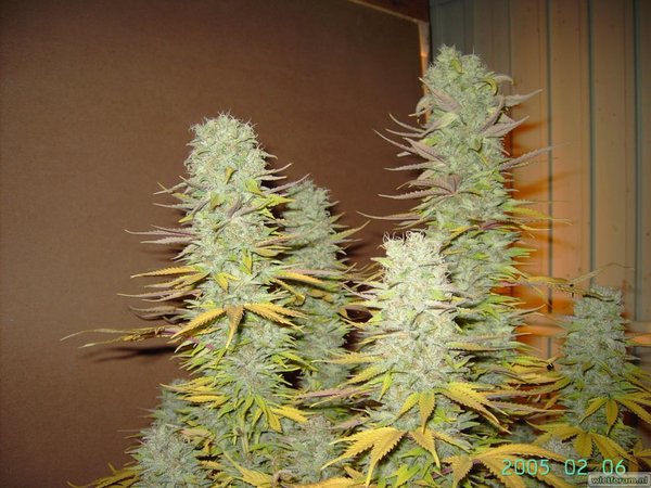 jack herer 06feb 019.jpg