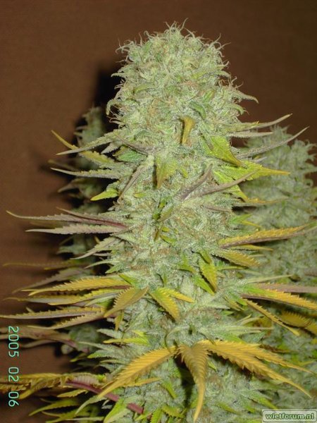 jack herer 06feb 013.jpg