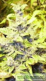 Short_Stuff_Seedbank_-_Himalaya_Blue_Diesel.jpg