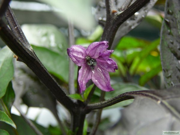 Peruvian Purple flower.jpg