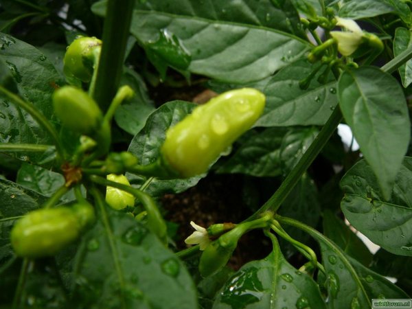 Habanero\'\'Peruvian White\'\'.jpg