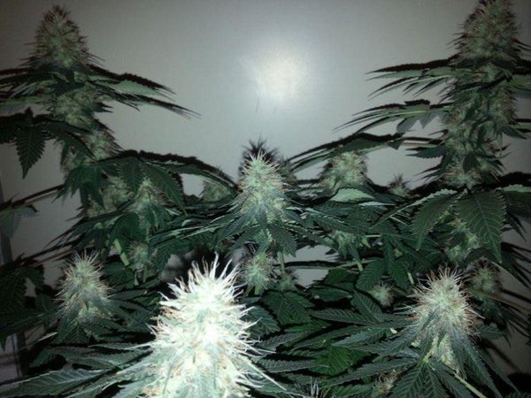 Cali O F 2,hele plant