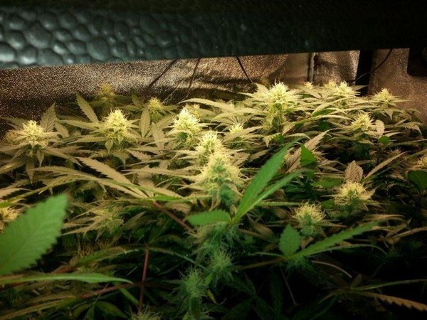 Cannabis foto's