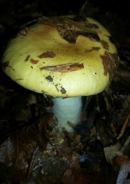 Gele berkenrussula