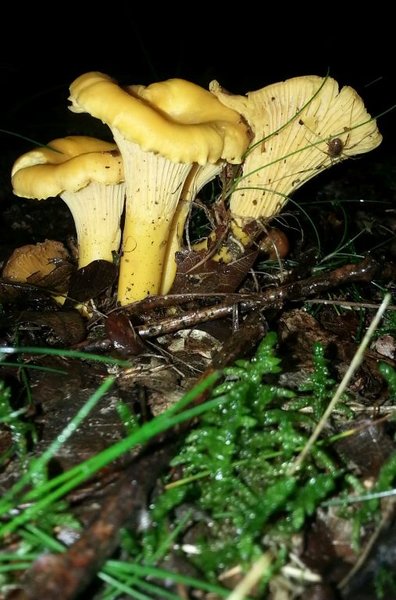 cantharellus cibarius