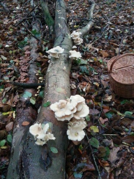 Pleurotus cornucopiae 1