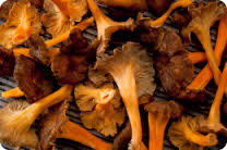 Cantharellus tubaeformis