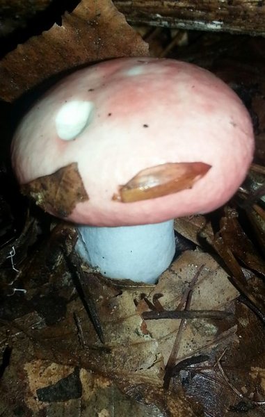 Braak russula