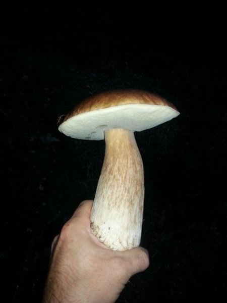 Boletus edulis 1