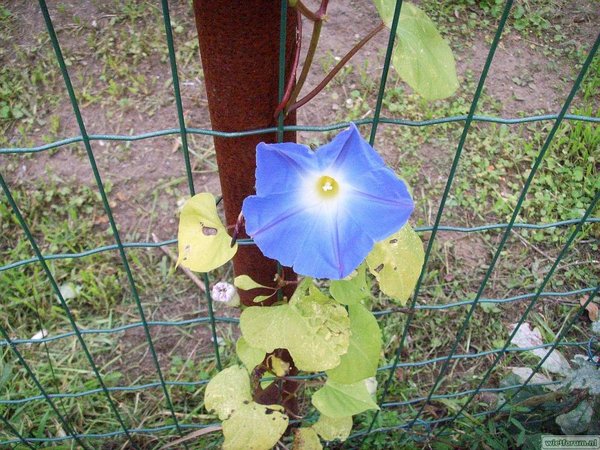 Blauwe Winde - 2010-10-14 - 002.jpg