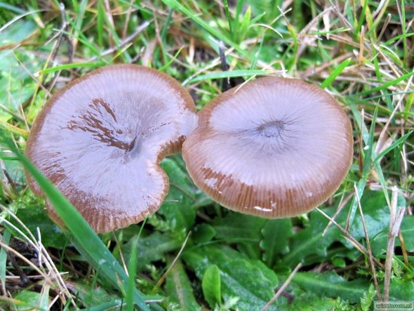 Paddestoelen Tuin - Soort 1 - 02 - 2009-11-07.jpg