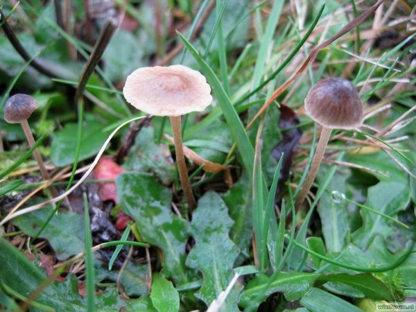 Paddestoelen Tuin - Soort 1 & 2 - 01 - 2009-11-07.jpg