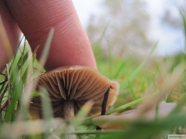 Paddestoeltjes Tuin