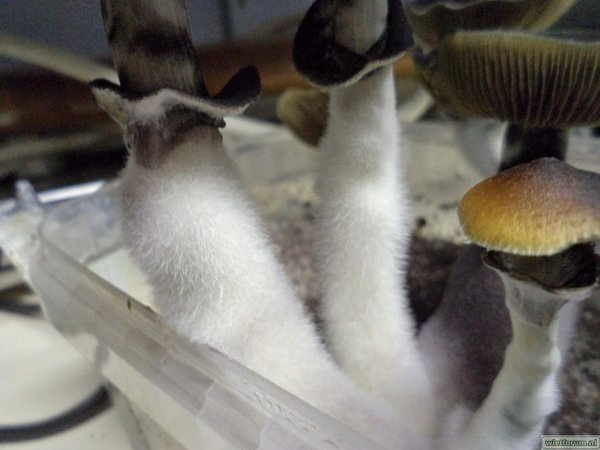 paddenstoeltjes (2).JPG