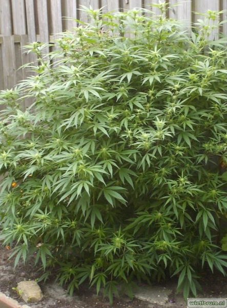 plant 001.jpg