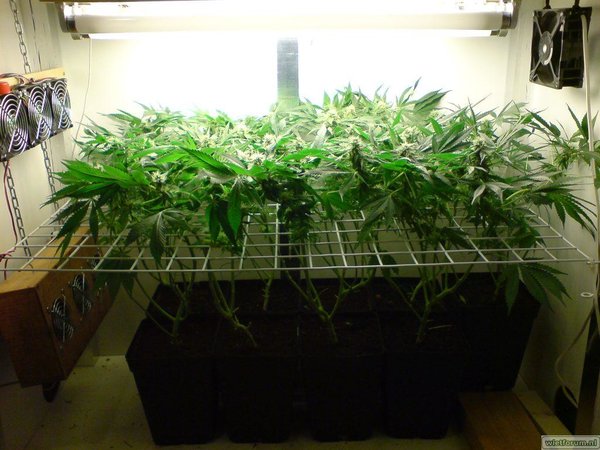 vg-run1-flower42days-sep6-h.jpg