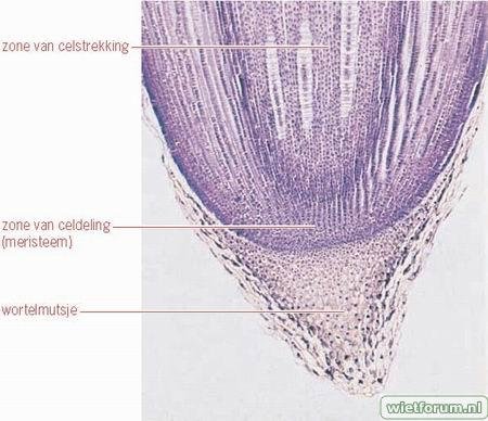 wortletop_microscopisch[1].jpg