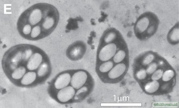 bacteria-wolfesimon3HR1[1].jpg