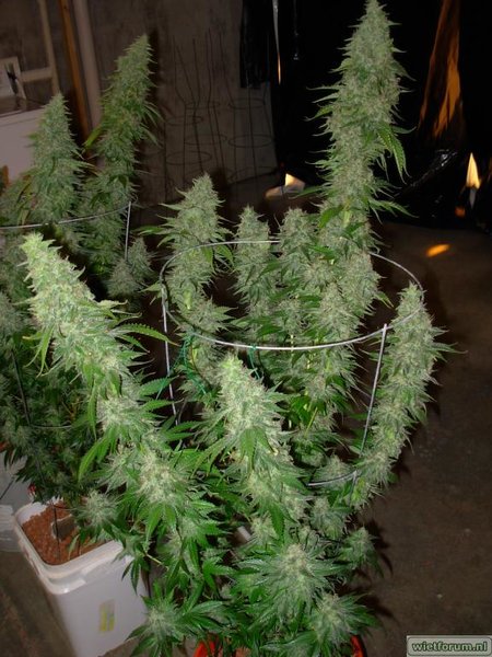 grow by southern boy USA