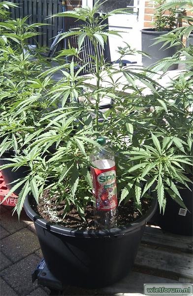 04-Super-Lemon-Haze-09-07-2010.jpg