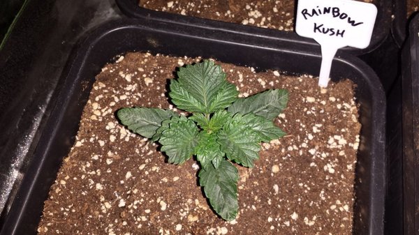 Rainbow kush dag 14