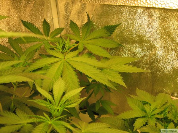 shining silver haze 29 dagen na zaaien dag 8 op 12-12u (2).J