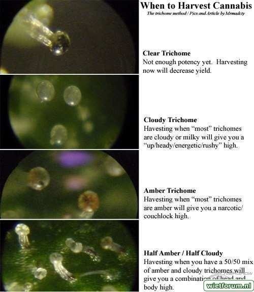 trichomes.jpg