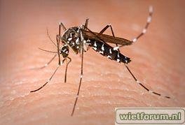 264px-Aedes_Albopictus.jpg