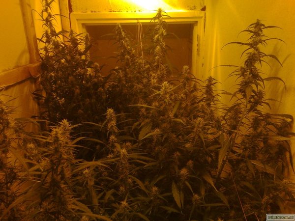 skunk #11 50dagen