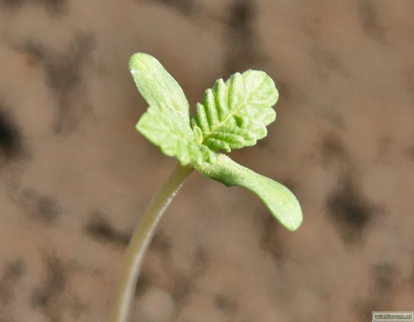 Mijn wietplantjes 003 (2).jpg