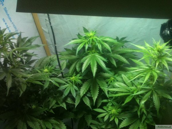 white widow update 011.JPG