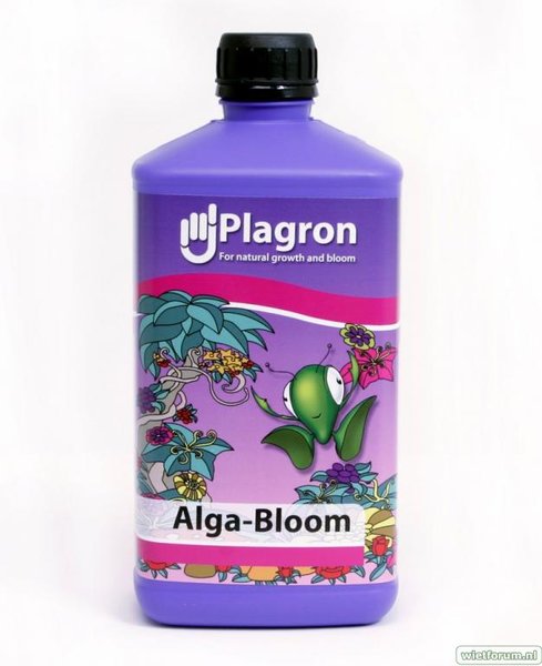 alga_bloom_1l.jpg