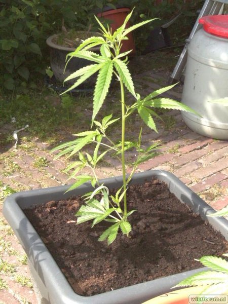 2011 buitenplanten