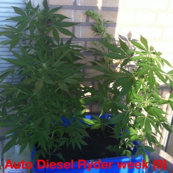 Auto Diesel Ryder Week 9 (10 6)