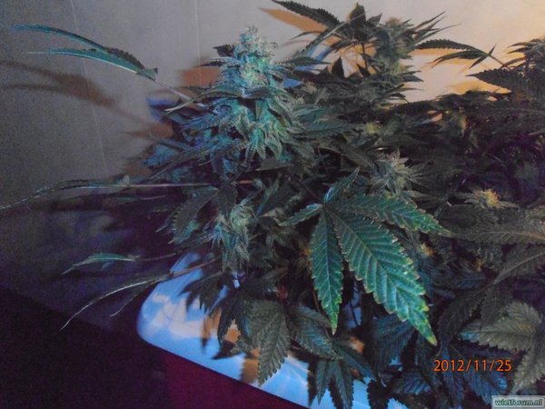 hydroponic 6.JPG