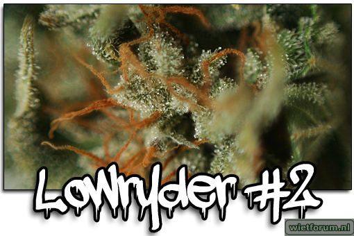 Lowryder#2macro001.png