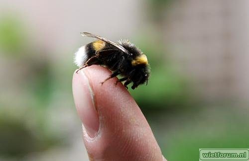 hommel001.jpg