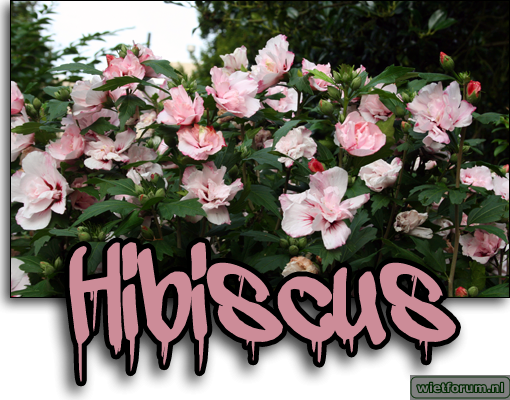 Hibiscus.png