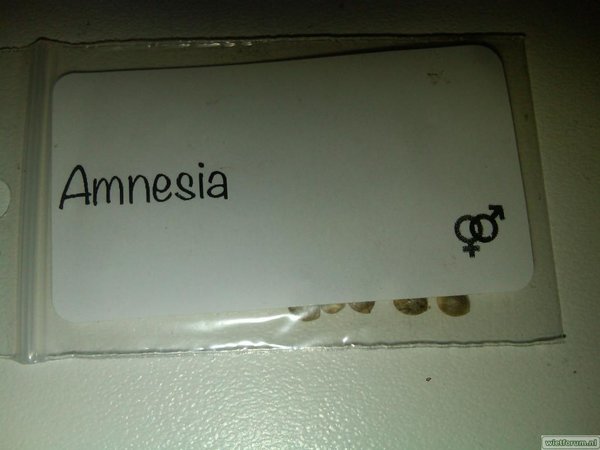 10x Amnesia