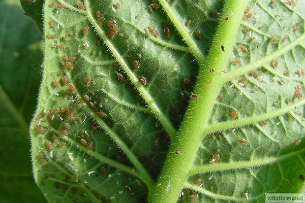 groene tabaksluis.jpg