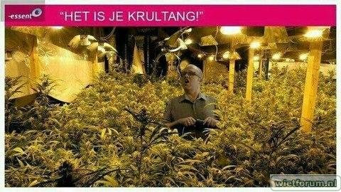 Het is je krultang