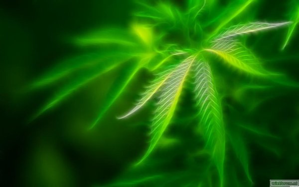 43544-neon-weed.jpg