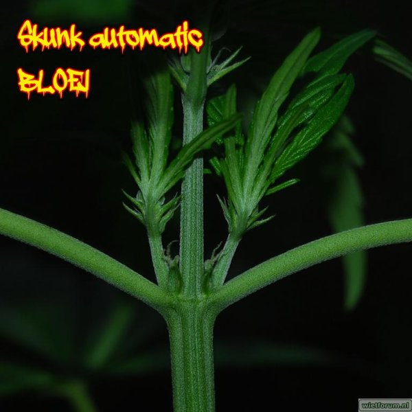 Skunk automatic BLOEI.jpg