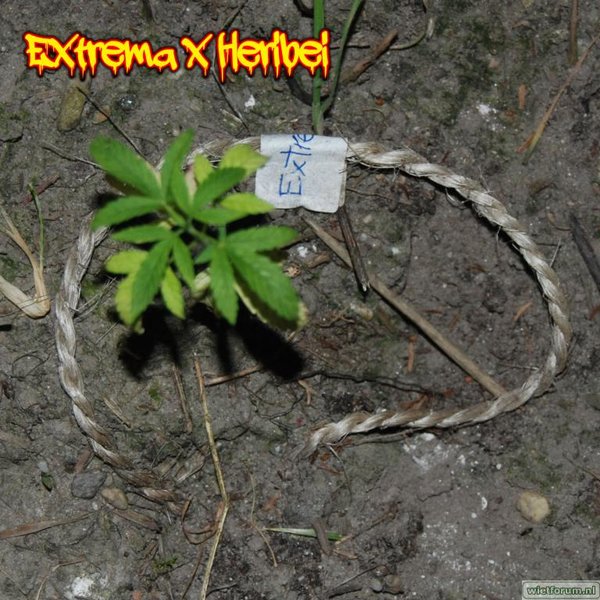 Extrema x Heribei 2.jpg