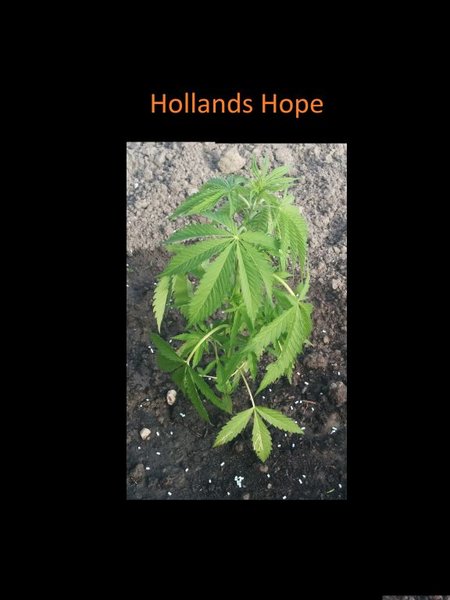 hollands hope