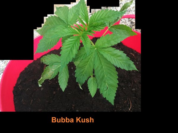 bubba kush 2